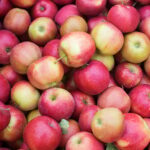 NH restrictions threaten livelihoods of Kashmiri growers