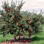 Kashmir apple growers distressed, say unprecedented fruit fall hits orchards