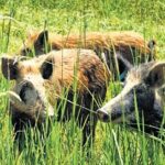 Wild Boar menace returns to Kashmir, paddy fields ravaged