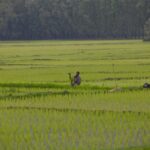 Rapid conversion of paddy fields raises food security concerns in Kashmir