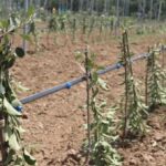 Police Register Case After Apple Orchard Vandalized in Chadoora