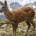 Arrest warrant issued in Gurez Musk Deer Poaching Case, Hunt on for others