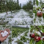 ‘Hailstorms damage 30% of Kashmir’s agriculture, horticulture sector’