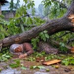 Elderly Woman Killed After Walnut Tree Falls During Gusty Winds in Mattan
