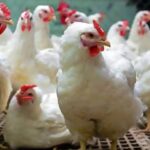 RKD disease wreaks havoc across poultry farms in Kashmir