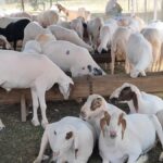 Mutton dealers suspend livestock imports to J&K over Punjab ‘tax’ row