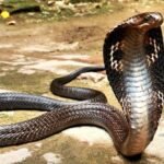 Minor sisters die after snakebite in Rajouri